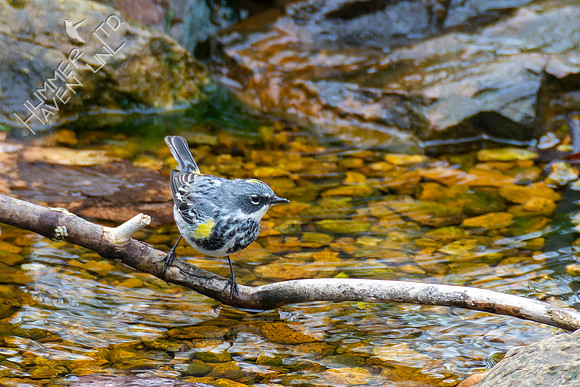 4-8-22 Yellow-rumped Warbler