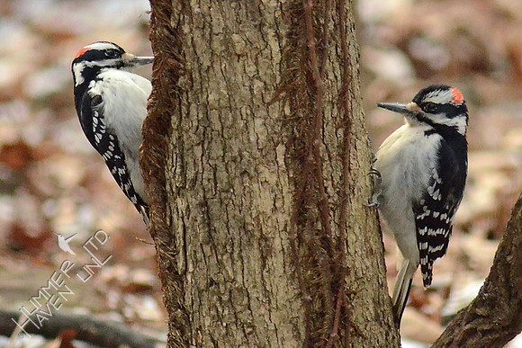 2 Hairy Woodpeckers