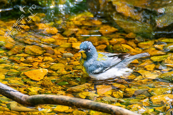 5-4-22 Northern Parula