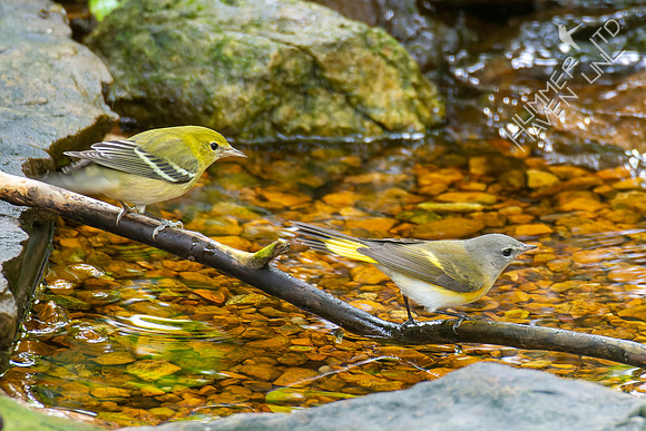 9-23-22 Bay-breasted Warbler and American Redstart