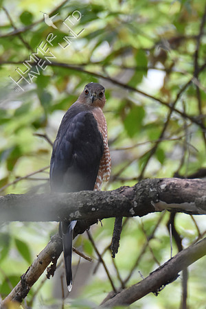 Coopers Hawk 10-2-16
