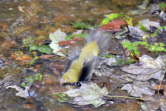 Scarlet Tanager 10-1-16