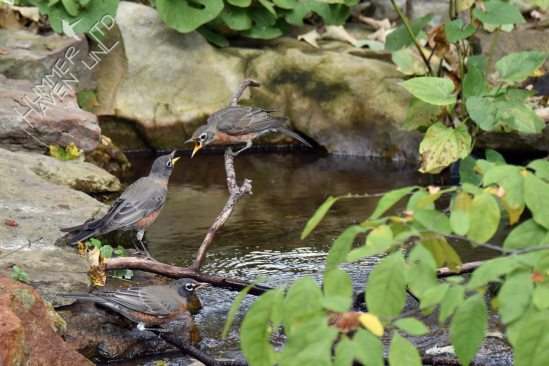 American Robins at the stream bed 10-10-16