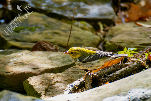 10-21-24 Black-throated Green Warbler