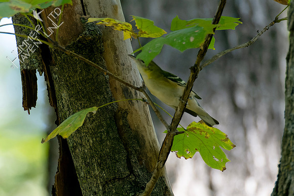 10-5-24 Bay-breasted Warbler