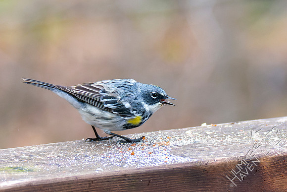 4-8-22 Yellow-rumped Warbler eating peanut crumbs