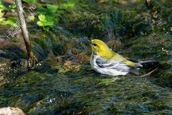 10-6-24 Black-throated Green Warbler