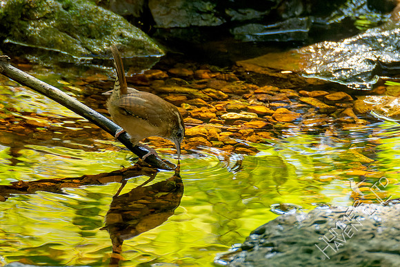 10-6-24 Carolina Wren