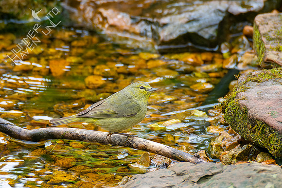 4-22-22 FOY #64 *43 Orange-crowned Warbler