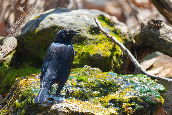 4-5-22 Rusty Blackbird