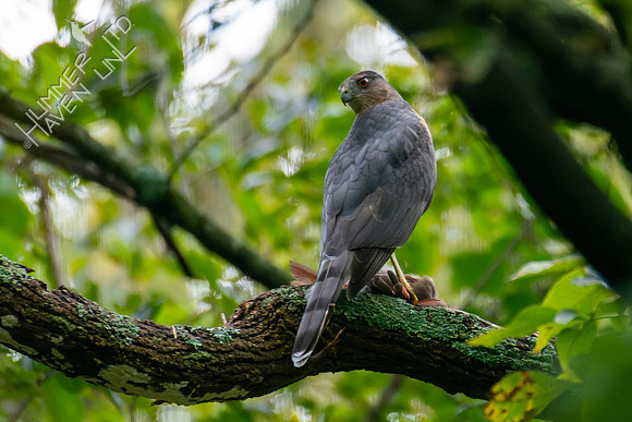 9-23-24 Cooper's hawk with Northern Cardinal