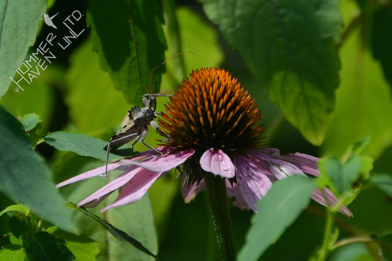 Wheel Bug (Arilus cristatus) on Purple Coneflower (Echinacea purpurea)