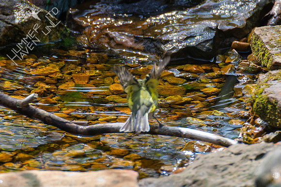 4-21-22 Blue-headed Vireo
