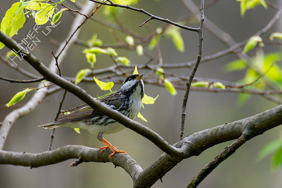 4-28-22 Blackpoll Warbler