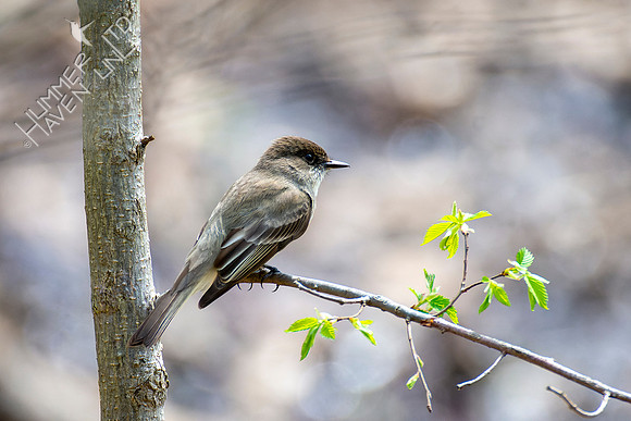 4-22-22 Eastern Phoebe