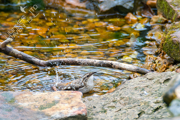 4-18-22 Brown Creeper