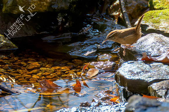 11-10-24 Carolina Wren