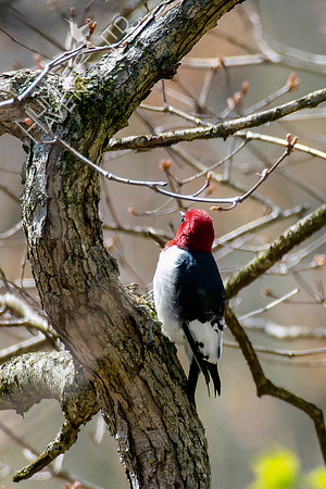 4-18-22 Red-headed Woodpecker