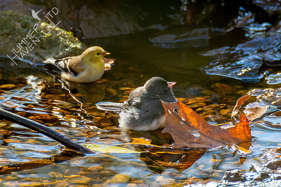 11-10-24 American Goldfinch and Dark-eyed Junco