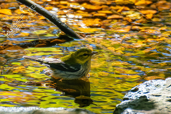 10-20-24 Black-throated Green Warbler