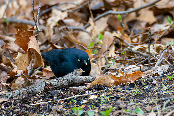 4-18-22 Rusty Blackbird