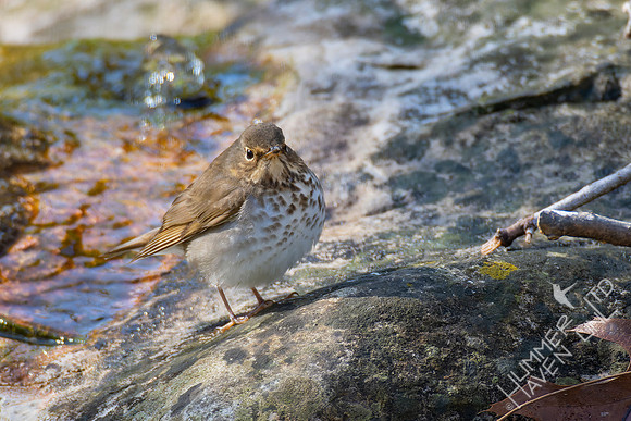 4-16-22 FOY#58 B#40 Swainson's Thrush