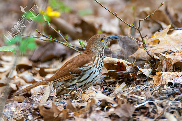 4-15-22 Brown Thrasher