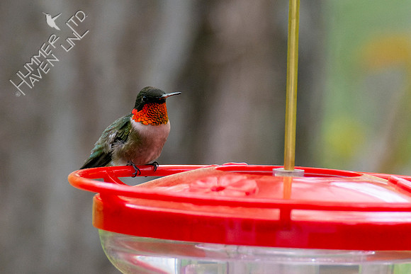4-28-22 Ruby-throated Hummingbird