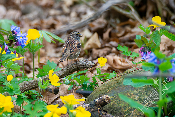 4-15-22 White-throated Sparrow