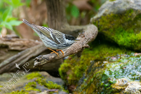 4-24-22 FOY Blackpoll Warbler