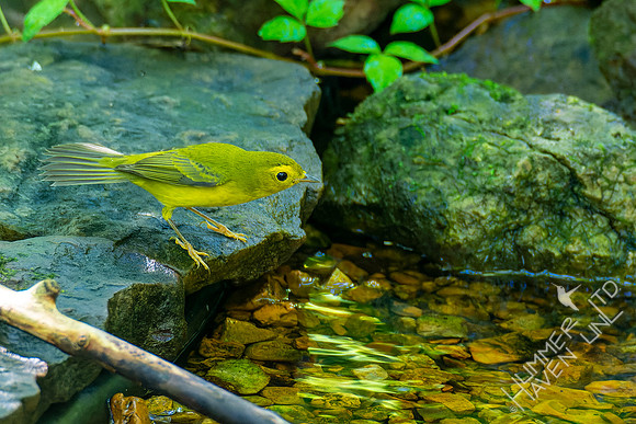 8-31-22 Wilson's Warbler female