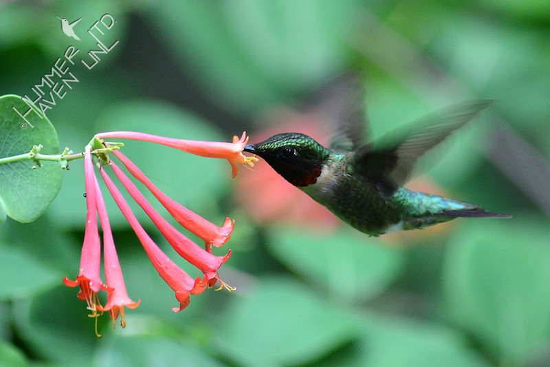 Ruby-throated Hummingbird at Lonicera sempervirens