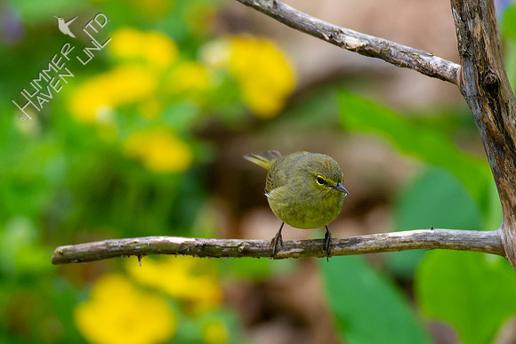 4-22-22 FOY #64 *43 Orange-crowned Warbler