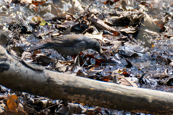 4-16-22 Rusty Blackbird