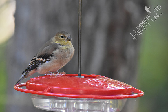 American Goldfinch 10-24-16