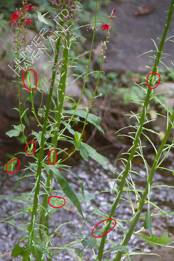 8-16-25 7 Pink-washed Looper Moth caterpillars on Cardinal flower