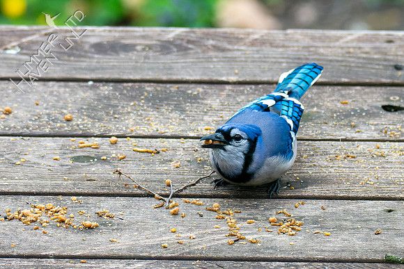 4-18-22 Blue Jay