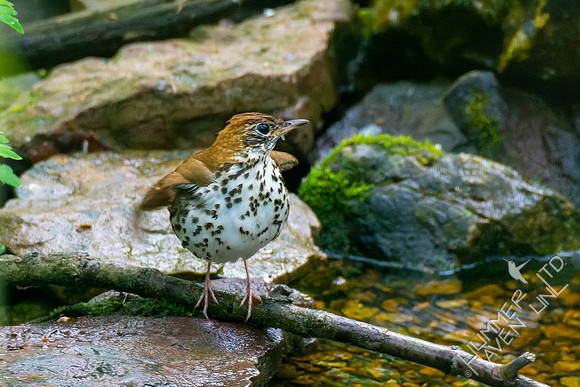 5-3-22 Wood Thrush