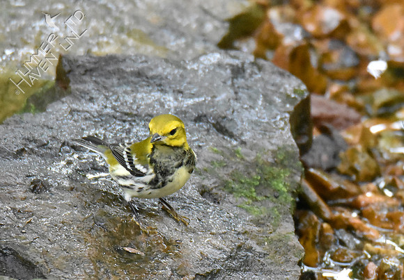 Black-throated Green Warbler 10-2-16