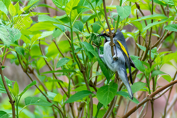 4-29-22 Golden-winged Warbler