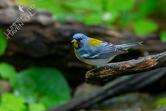 5-4-22 Northern Parula