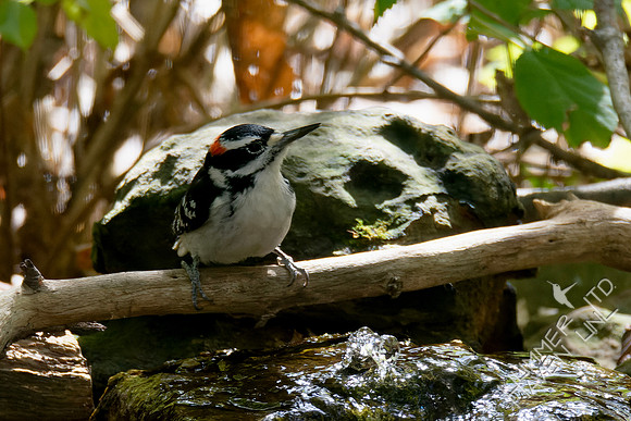 10-14-24 Hairy Woodpecker
