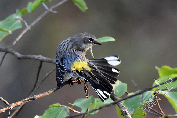 Yellow-rumped Warbler 10-23-16