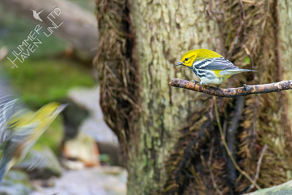 9-23-22 Bay-breasted and Black-throated Green Warblers