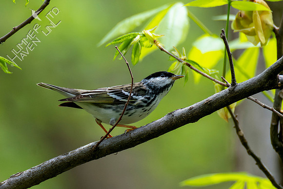 4-28-22 Blackpoll Warbler