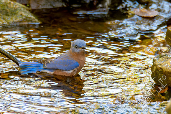 10-27-24 Eastern Bluebird