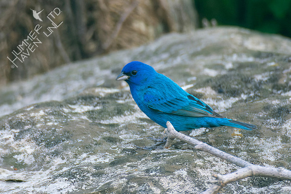 4-22-22 FOY Indigo Bunting