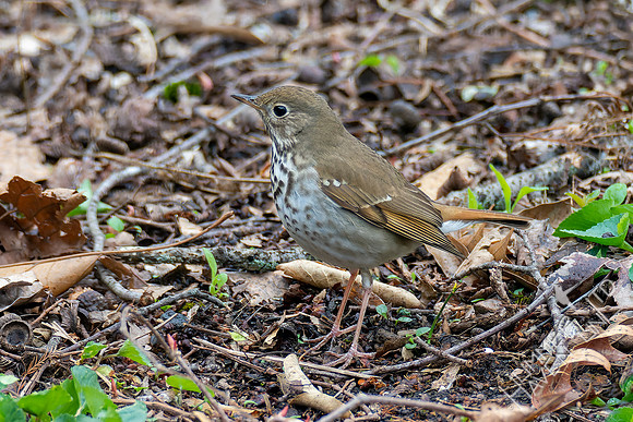 4-8-22 Hermit Thrush