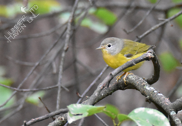 Nashville Warbler 10-2-16