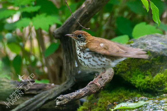 5-3-22 Wood Thrush